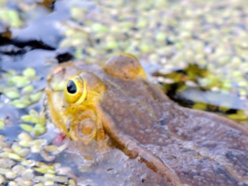 Апартаменти Gdzie Diabel Mowi Dobranoc Піш Екстер'єр фото
